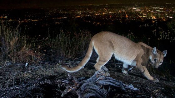 Mountain Lion Attack Leaves Man Dead and Brother Injured in California – MASHAHER