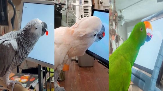 Scientists find that parrots love playing tablet games – MASHAHER