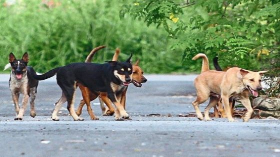 Stray dog hunt by local council draws flak from dog lovers and public – MASHAHER