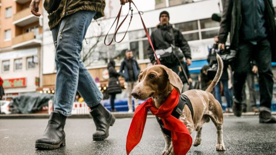 Germany’s Beloved Dachshund Could Be Threatened Under Breeding Bill – MASHAHER