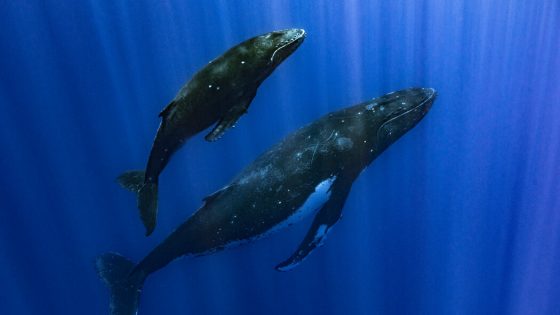 In Move to Protect Whales, Polynesian Indigenous Groups Give Them ‘Personhood’ – MASHAHER