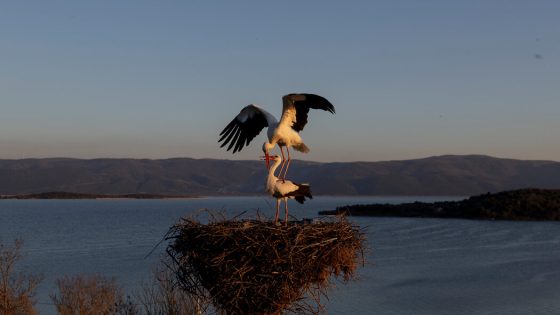 Watch Live: Turkey’s Famous Stork – MASHAHER