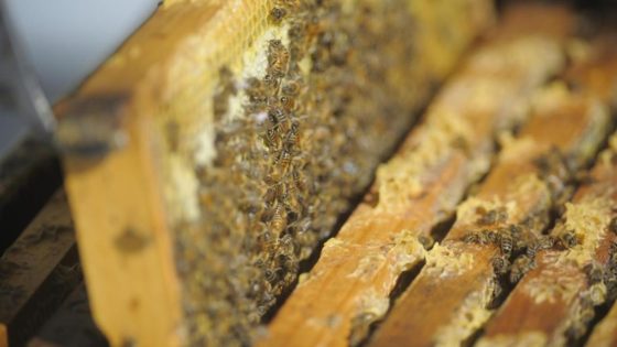 Industry clamps as Asian honey bee nest found at port – MASHAHER