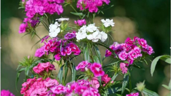 Sabrina Hahn: Five beautiful biennials to grow in your garden – MASHAHER