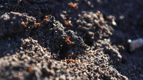 Fatal flaws: grim warnings about fire ant program – MASHAHER