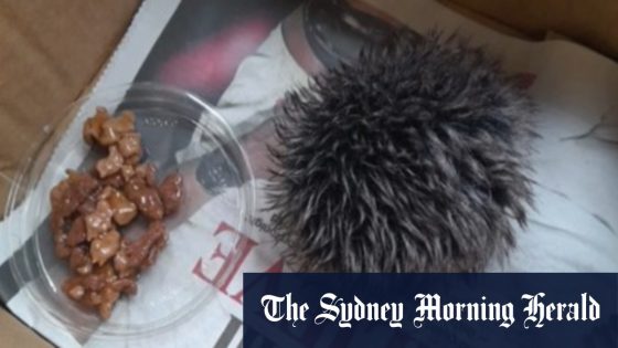 Woman rushes sick hedgehog to vet only to find out it’s a hat pom-pom – MASHAHER