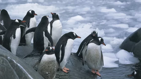 Penguin counters wanted at remote post in Antarctica: ‘Training will be provided’ for ‘varied tasks’ – MASHAHER