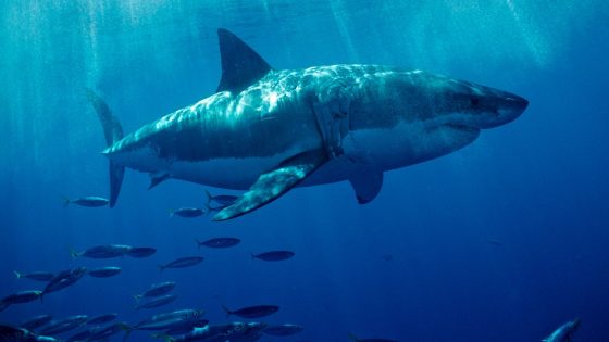 Ten-foot, over 500-ound great white shark pings off of coast of Florida – MASHAHER