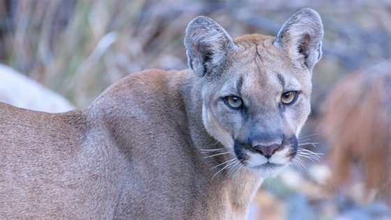 Mountain lion attack kills 21-year-old man, injures younger brother in California – MASHAHER