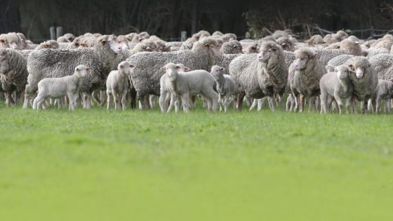 Genetic gain in national sheep flock is paying off: Meat and Livestock Australia – MASHAHER