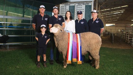 Wagin Woolorama: Kolindale Poll Merino ram wins supreme sash for the Ledwith clan – MASHAHER