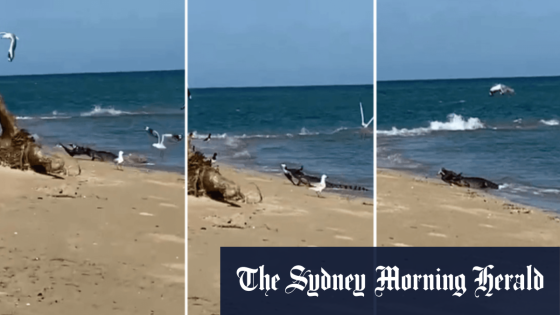 Rare meeting between saltwater croc and arctic bird in the Great Barrier Reef – MASHAHER