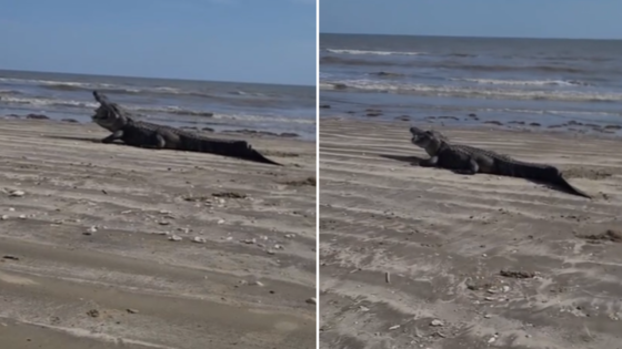 Family witnesses gator munching on prey at Texas beach: ‘Without a care in the world’ – MASHAHER