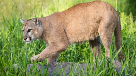 Man killed, brother injured in mountain lion attack in Northern California foothills – MASHAHER