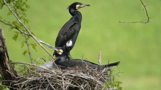 Some big seabirds have eaten and pooped their way onto a Japanese holy island’s most-wanted list – MASHAHER