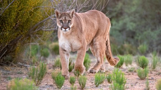 1st fatal California mountain lion attack in 20 years leaves 1 man dead and his brother injured – MASHAHER