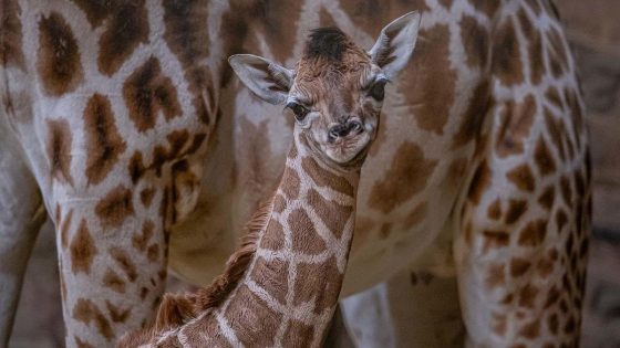 Birth and first steps of rare baby giraffe caught on camera – MASHAHER