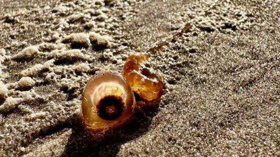 Dozens of mysterious ‘spaghetti monsters’ with powerful sting wash up on beaches – MASHAHER