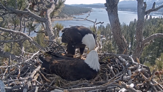 Viral bald eagle parents’ eggs “unlikely” to hatch – even as they continue taking turns keeping them warm – MASHAHER