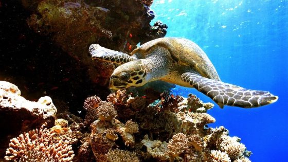 9 dead, 78 hospitalised after eating sea turtle meat in Zanzibar – MASHAHER