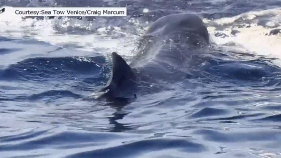 Sharks devour 44-foot whale carcass towed out to sea after Florida beaching – MASHAHER