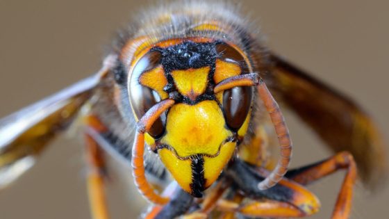 Asian hornets that can eat up to 50 honeybees a day could ‘wreak havoc’ if they become established in UK, expert warns | UK News – MASHAHER