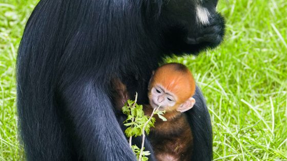 Endangered primate baby born at Leicestershire zoo | UK News – MASHAHER