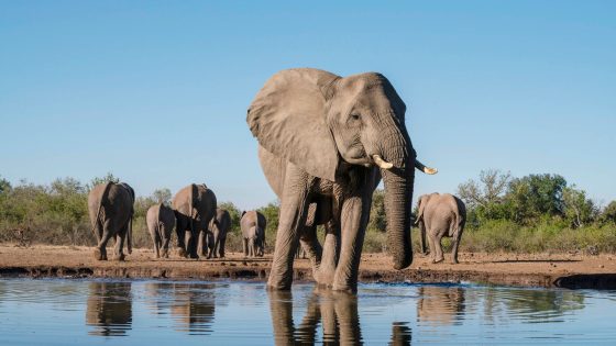 ‘Condescending’ UK anti-hunting bill is revival of ‘colonial conquest’, says Botswana president | UK News – MASHAHER