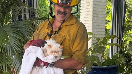 Cara Delevingne thanks firefighters after cats rescued from her burning home | Ents & Arts News – MASHAHER