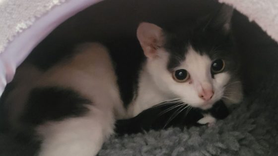 Appeal after dumped cat found giving birth in crisp box | UK News – MASHAHER