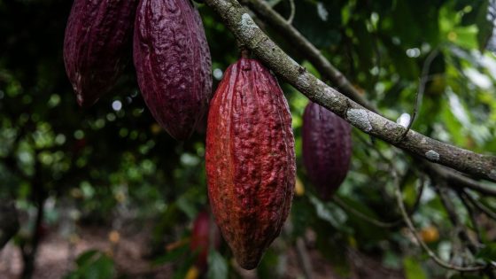 Chocolate prices could soar as changing climate patterns worsen cocoa crisis | Business News – MASHAHER