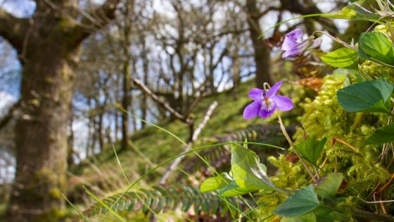 Signs of spring have sprung earlier than usual in recent years – but it’s not all good news | UK News – MASHAHER