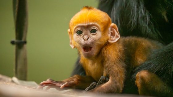 Endangered monkey born at Whipsnade Zoo – but he needs a name which hails his significance | UK News – MASHAHER