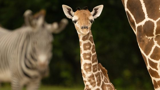 Baby giraffe dies of broken neck at Zoo Miami | World News – MASHAHER