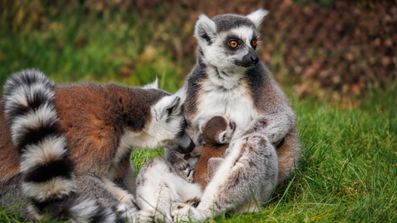 Endangered ring-tailed lemurs give birth at Woburn Safari Park | UK News – MASHAHER