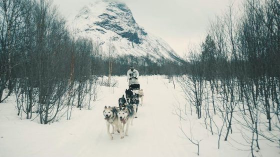 British commandos train with huskies in Arctic Circle | UK News – MASHAHER