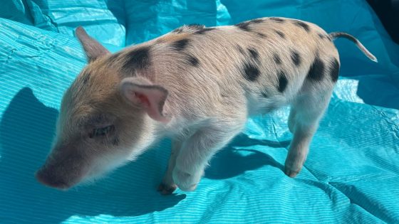 Baseball team accused of fat-shaming after naming mascot ‘Ozempig’ after weight-loss drug | US News – MASHAHER