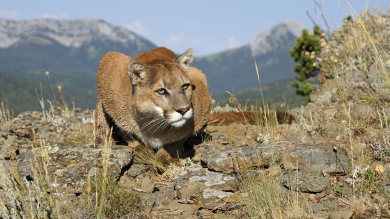 Mountain lion attacks two brothers, killing one and injuring the other | US News – MASHAHER