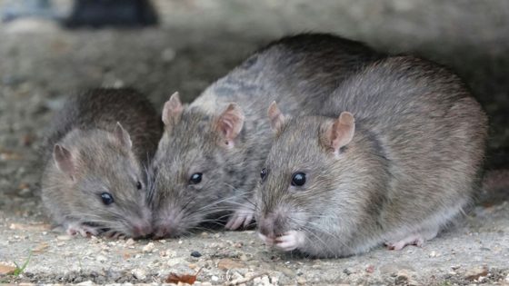 ‘They’re all high’: Rats eat marijuana from police evidence room | US News – MASHAHER