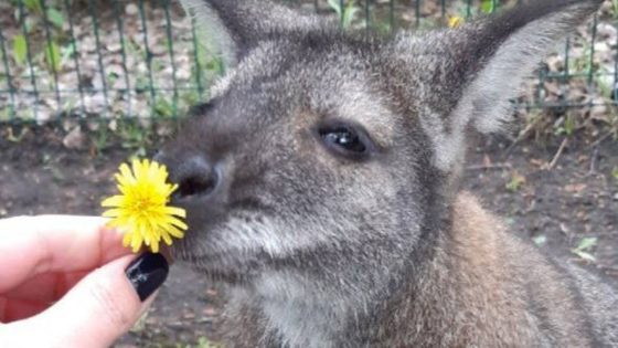 Kangaroo killed in shelling on Russian zoo | World News – MASHAHER