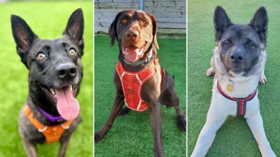 Charity issues Easter appeal for forever homes as five dogs seek their ‘happily ever after’ | UK News – MASHAHER