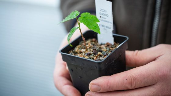 King Charles receives first seedling from felled Sycamore Gap tree | UK News – MASHAHER