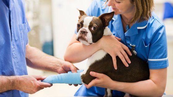 Vet prices investigation over concerns pet owners being overcharged | UK News – MASHAHER