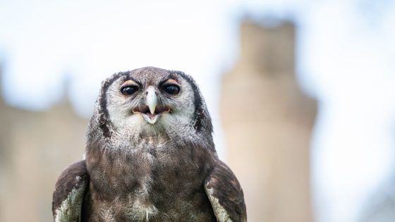 Ernie the owl retiring after being a hoot at Warwick Castle for three decades | UK News – MASHAHER