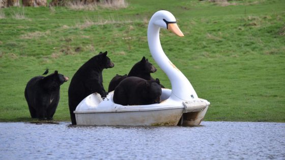 Bedfordshire: Black bears at Woburn Safari Park ride on swan pedalos | UK News – MASHAHER