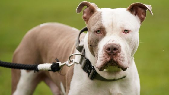 Vets faced ‘abuse and threats’ from XL bully owners over ban | UK News – MASHAHER