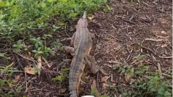 ‘Croc Country’: This snappy customer wandered into a Townsville petrol station – MASHAHER