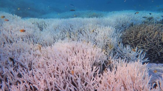 Mass coral bleaching hits Great Barrier Reef for the fifth time in eight years – MASHAHER