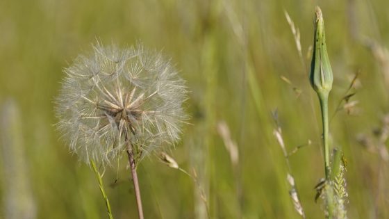 Hayfever sufferers issued warning as ‘pollen bomb’ set to explode in just WEEKS – MASHAHER