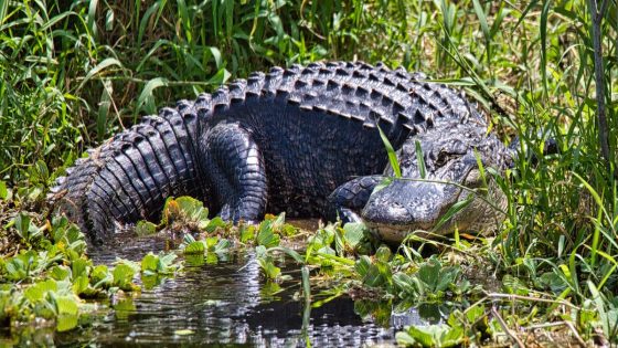 Massive 9ft predator bites off fisherman’s hand on golf course – MASHAHER